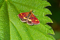 Purple and Gold Micro-moth (Pyrausta purpuralis) Hutchinson's Bank, New Addington, South London,  England, UK, May