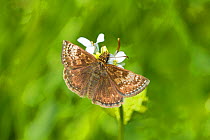 Dingy skipper butterfly (Erynnis tages) feeding on garlic mustard Vulnerable species Hutchinson's Bank, New Addington, South London,  England, UK, May