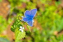 Male Holly blue butterfly (Celastrina argiolus) Hutchinson's Bank, New Addington, South London,  England, UK, May