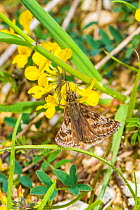 Dingy skipper butterfly  (Erynnis tages) feeding on horseshoe vetch Vulnerable Species Hutchinson's Bank, New Addington, South London,  England, UK, May