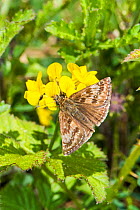 Dingy skipper butterfly (Erynnis tages) feeding on horseshoe vetch Vulnerable Species Hutchinson's Bank, New Addington, South London,  England, UK, May