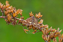 Mint Micro-moth (Pyrausta aurata) Brockley, Lewisham, London, England, UK. May