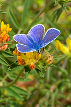 Male Common blue butterfly (Polyommatus icarus) feeding on kidney vetch  Hutchinson's Bank, New Addington, South London,  England, UK, May