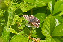 Grizzled skipper butterfly  (Pyrgus malvae)  on wild strawberry. Hutchinson's Bank, New Addington, South London,  England, UK, May. Vulnerable species.