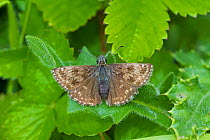 Dingy skipper butterfly (Erynnis tages)  Hutchinson's Bank, New Addington, South London,  England, UK, May. Vulnerable species.