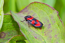 Red-and-black Froghopper (Cercopis vulnerata) Hutchinson's Bank, New Addington, South London,  England, UK, May