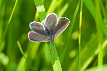 Male small blue butterfly (Cupido minimus) In dappled sunlight Britain's smallest butterfly Hutchinson's Bank, New Addington, South London,  England, UK, May