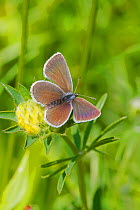 Male small blue butterfly (Cupido minimus)  Britain's smallest butterfly Hutchinson's Bank, New Addington, South London,  England, UK, June