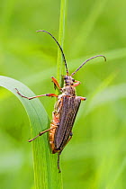 Male Variable Longhorn Beetle (Stenocorus meridianus) Hutchinson's Bank, New Addington, South London,  England, UK, May