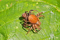 Crab Spiders (Xysticus cristatus) mating pair, Lewisham, London, England, UK.  June