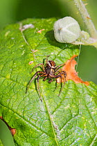Male Crab Spider (Xysticus cristatus) Lewisham, London, England, UK.  June