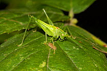 Southern Oak Bush-cricket (Meconema meridionale) nocturnal species at night, Lewisham, London, England, UK.  September 2013
