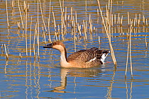 Swan Goose (Anser cygnoides) captive occurs in Eastern Asia. Vulnerable.
