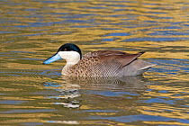 Puna Teal (Anas puna) captive occurs in the Andes.