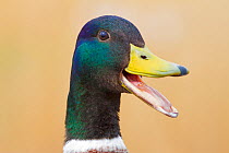 Male Mallard duck (Anas platyrhynchos) beak open, North Greenwich, London,  England, UK, April