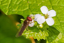 Hoverfly (Platycheirus albimanus) feeding on garlic mustard, Brockley cemetery, Lewisham, London, England, UK. April
