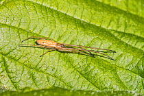 Stretch Spider (Tetragnatha sp) WWT London Wetland Centre, Barn Elms, Barnes, London, England, UK,  April