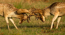 Fallow deer (Dama dama) bucks fighting, Leicestershire, UK.