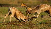 Fallow deer (Dama dama) bucks fighting, Leicestershire, UK.