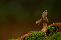 Snail on elfin Saddle fungus (Helvella lacunosa), Longshaw, Derbyshire, UK.