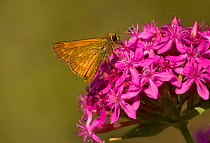 Large skipper butterfly (Ochlodes venatus) on pink flower, Bulgaria