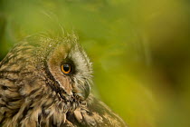 Long-eared owl (Asio otus) in leaves, captive.