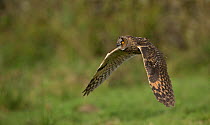 Long-eared owl (Asio otus) in flight, captive.