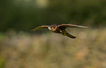 Merlin (Falco columbarius) juvenile male in flight, Peak District, UK.