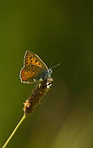 Purple shot copper butterfly,(Lycaena thetis) male at rest, Bulgaria.