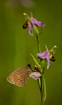 Ringlet butterfly (Aphantopus hyperantus) adult on bee orchid (Ophrys), Lincolnshire, Uk.
