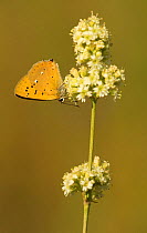 Scarce copper (Lycaena virgaureae) adult nectaring on white flower, Bulgaria.