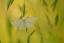 Black-veined moth (Siona lineata) on grass, Bulgaria.