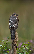 Sparrowhawk (Accipiter nisus) juvenile male perched on tree stump, Yorkshire, UK.