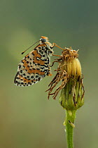 Spotted fritillary (Melitaea didyma) adult at rest on seed head, Melnick, Bulgaria.