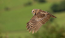 Tawny owl (Strix aluco) in flight, Yorkshire, UK. Captive.