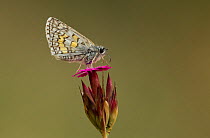 Yellow-banded skipper (Pyrgus sidae) adult at rest on flower, Rhodope Mountains, Bulgaria.