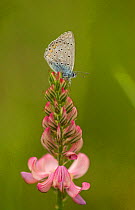 Amanda's blue butterfly (Polyommatus amandus) resting on pink flower, Bulgaria.