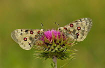 Apollo butterfly (Parnassius apollo rhodopensis) adults at rest on thistle flower, Bulgaria.