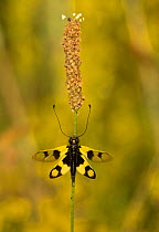 Owlfly (Libelloides macaronius) adult in grasses, Melnick Bulgaria.