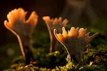 Candle snuff fungus (Xylaria hypoxylon) Yorkshire, UK, October.