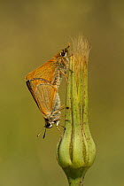 Essex skipper (Thymelicus lineola) pair mating, Bulgaria.
