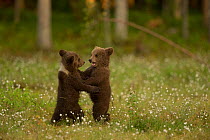 European brown bear (Ursus arctos arctos) cubs play fighting in Cottongrass (Eriophorum), Finland.