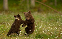 European brown bear (Ursus arctos arctos) cubs play fighting in Cottongrass (Eriophorum), Finland.