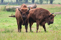 European Bison (Bison bonasus) pair,  Hann-Munden,  Germany. Captive
