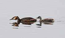 Great crested grebe (Podiceps cristatus) and chick swimming. Goettingen, Lower Saxony, Germany, July.