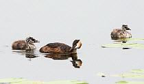 Great crested grebe (Podiceps cristatus) on water with chicks begging for food. Goettingen, Lower Saxony, Germany, July.