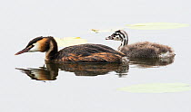 Great crested grebe (Podiceps cristatus) on water with chick begging for food. Goettingen, Lower Saxony, Germany, July.