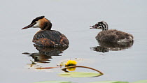 Great crested grebe (Podiceps cristatus) on water with chick begging for food. Goettingen, Lower Saxony, Germany, July.