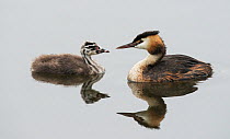 Great crested grebe (Podiceps cristatus) and chick on water. Goettingen, Lower Saxony, Germany, July.