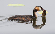 Great crested grebe (Podiceps cristatus) on water with European perch (Perca fluviatillis) prey. Goettingen, Lower Saxony, Germany, July.